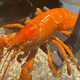 Image for article titled Please Check Out This Orange Lobster Named Cheddar